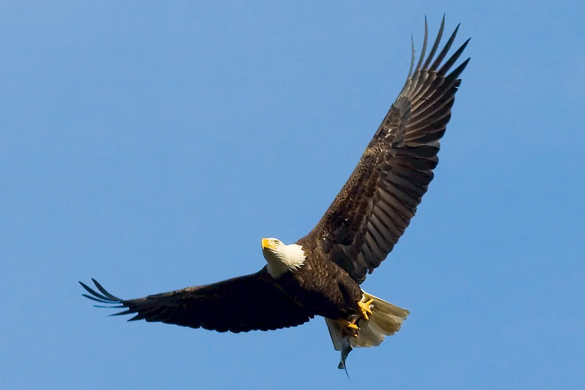 bald eagle flying