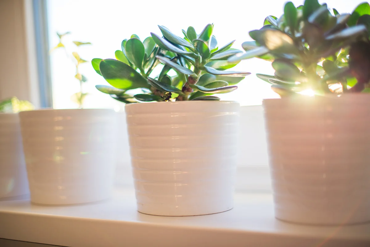 Flower pots with plants and flowers on window