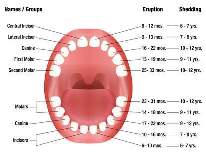 Temporary teeth chart showing eruption and shedding / ID 56409155 © Peter Hermes Furian