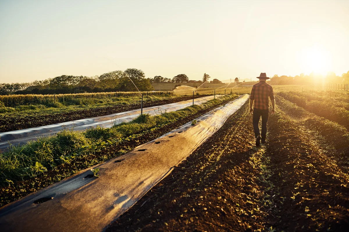 a farmer walking between beds of herbs on his farm