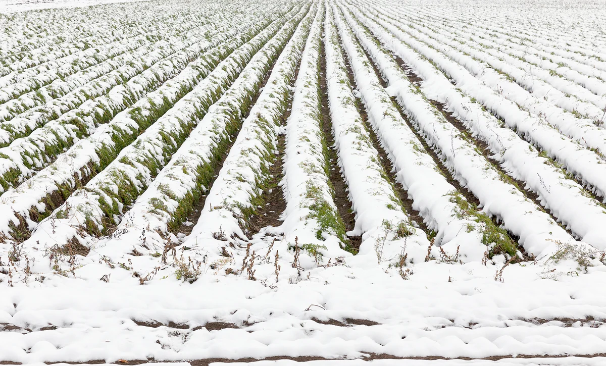 snow-covered furrows of carrots