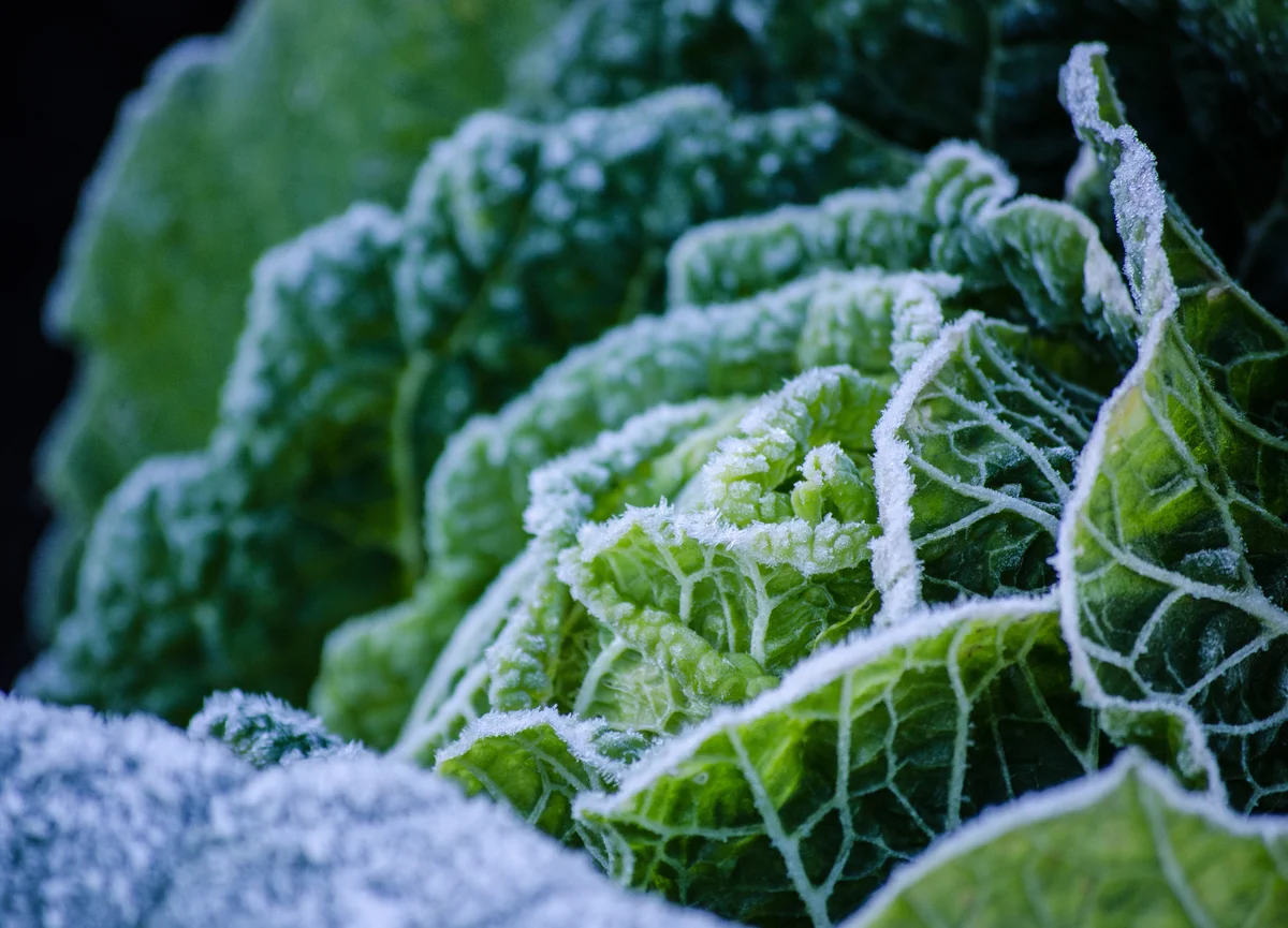 Frozen Cabbage Growing Outdoors