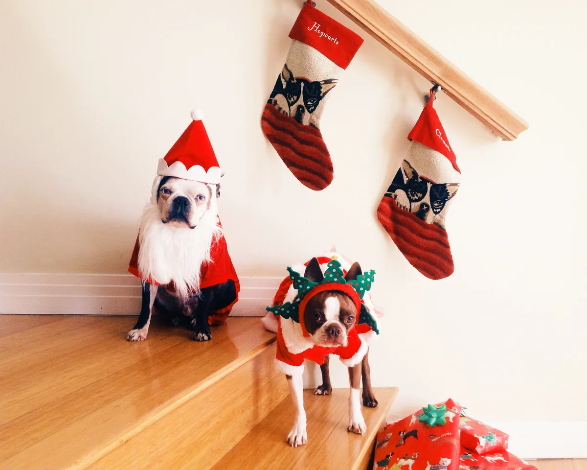 Dressed Up Dogs in Christmas costumes and stockings