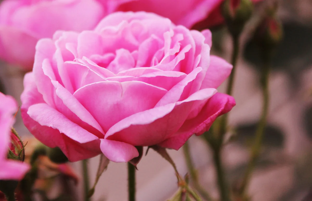 Pink Rose