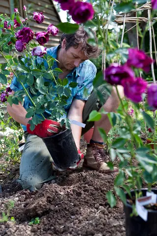 Perfect Timing for Planting Roses: A Guide