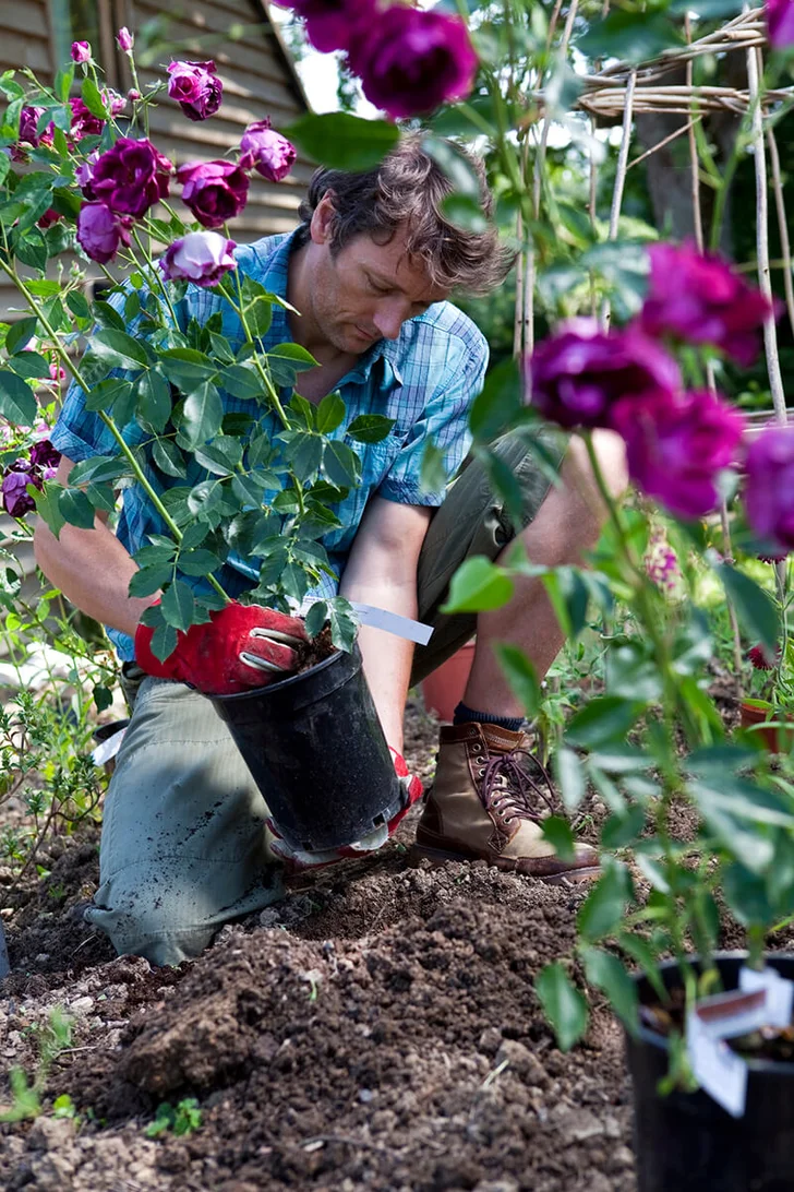 Gardener Planting Purple Rose Bushes in Flower Bed