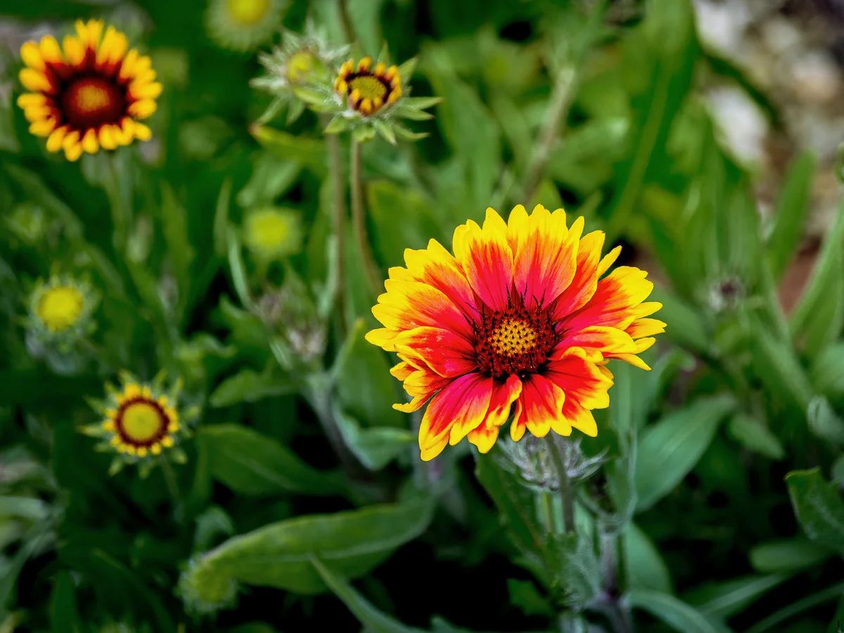 Close-Up Of Gaillardia Blooming Outdoors