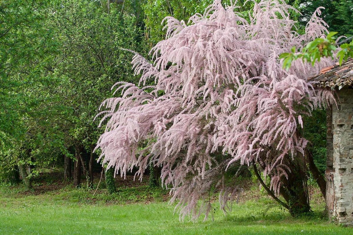 Beautiful tamarix in bloom / ID 70736417 © Galvani Raffaella
