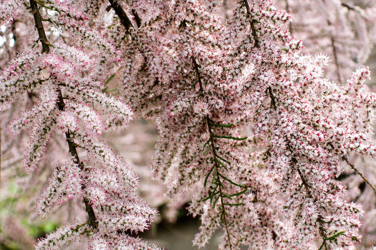 Tamarisk tree in blossom / D 104437411 © Svitlana Falilieieva