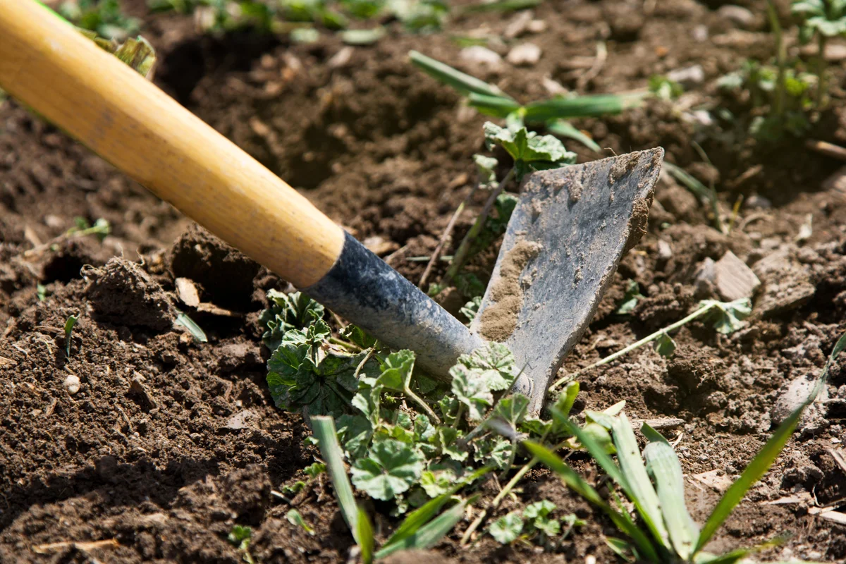 Garden tool in the process of digging weeds from top soil