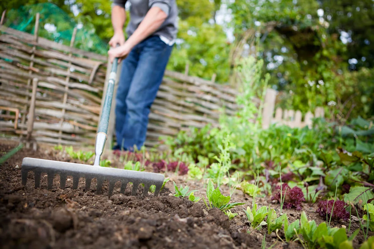 Gardener Preparing Raised Beds with Rake in Vegetable Garden