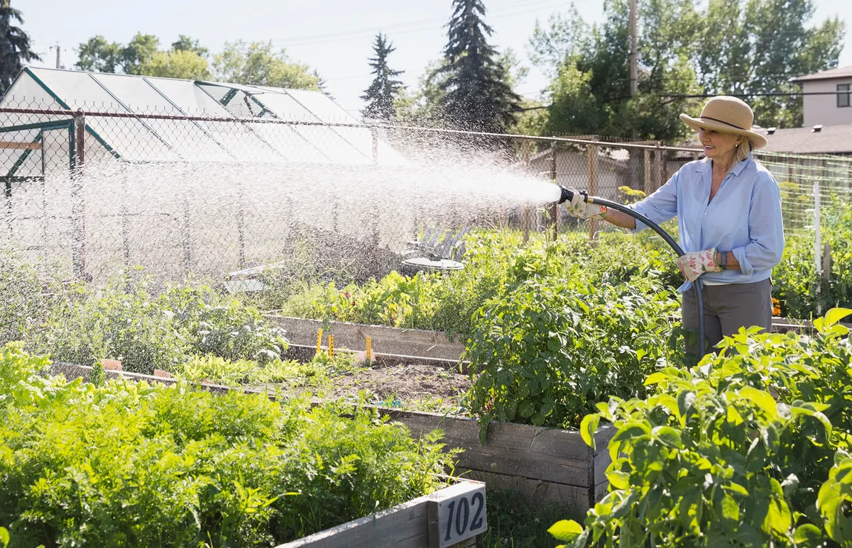 woman watering vegetable garden with hose