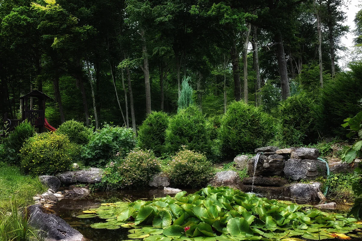 Green Water Lily Pond by the Woods