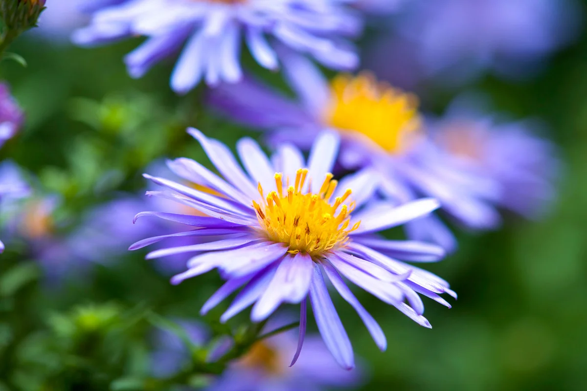 New England Aster