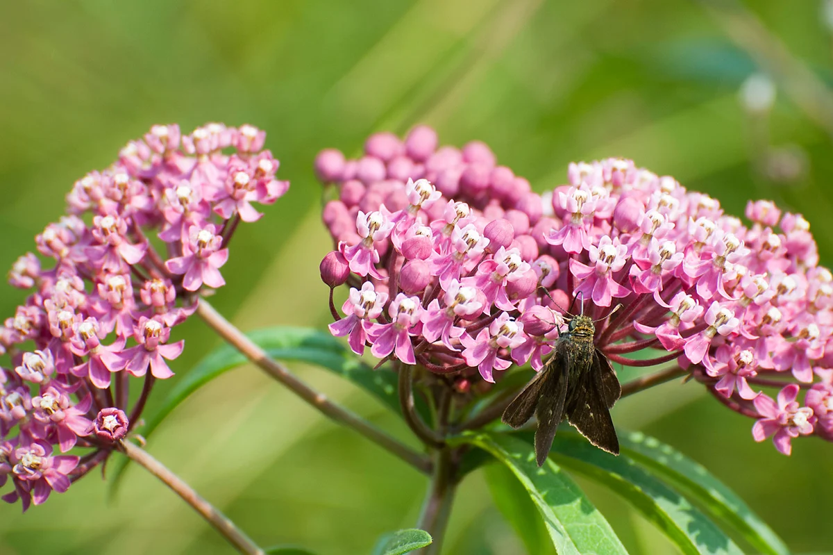 Dun skipper, Euphyes vestris, on swamp milkweed, Asclepias incarnata. Iowa.