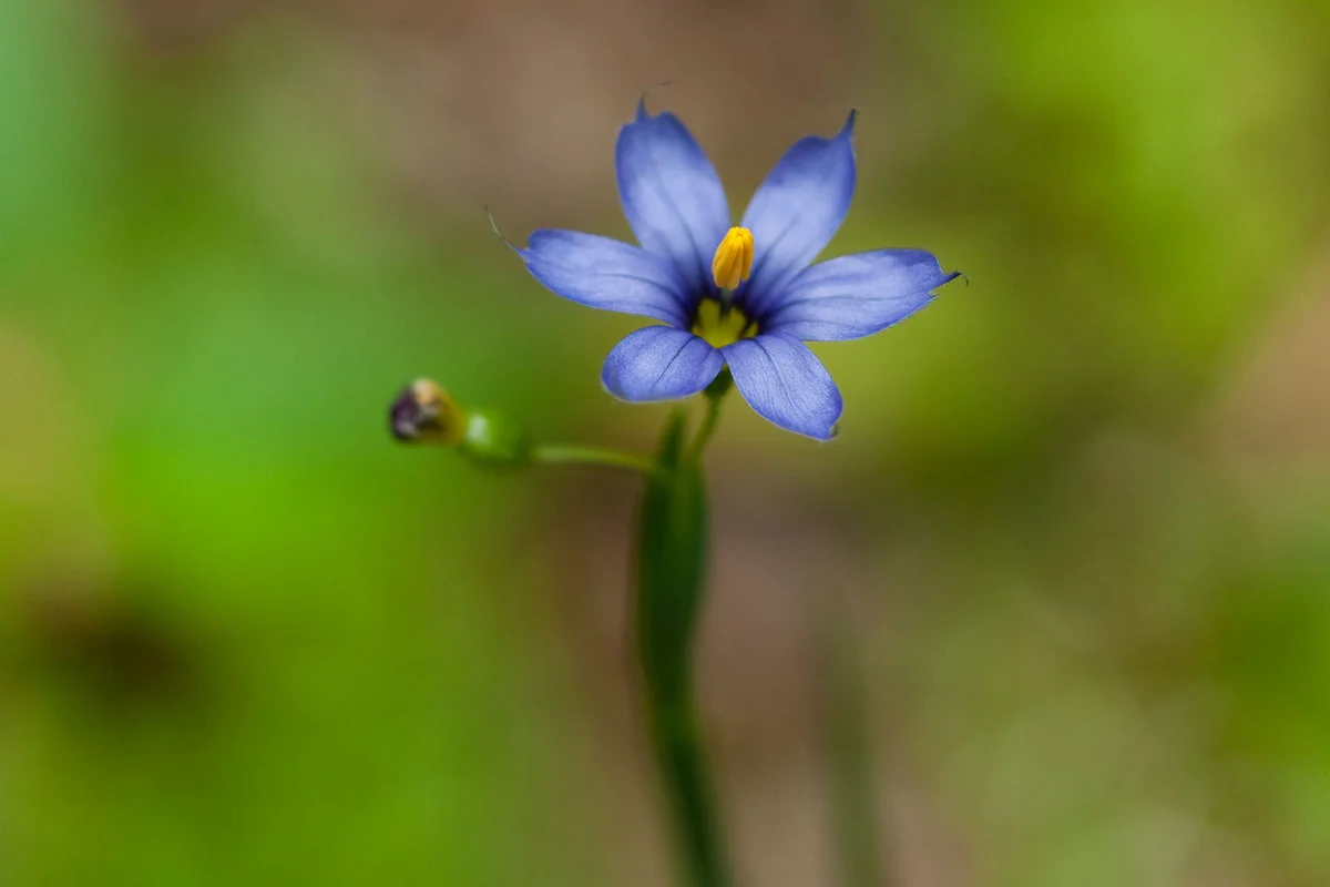 Blue-eyed grass