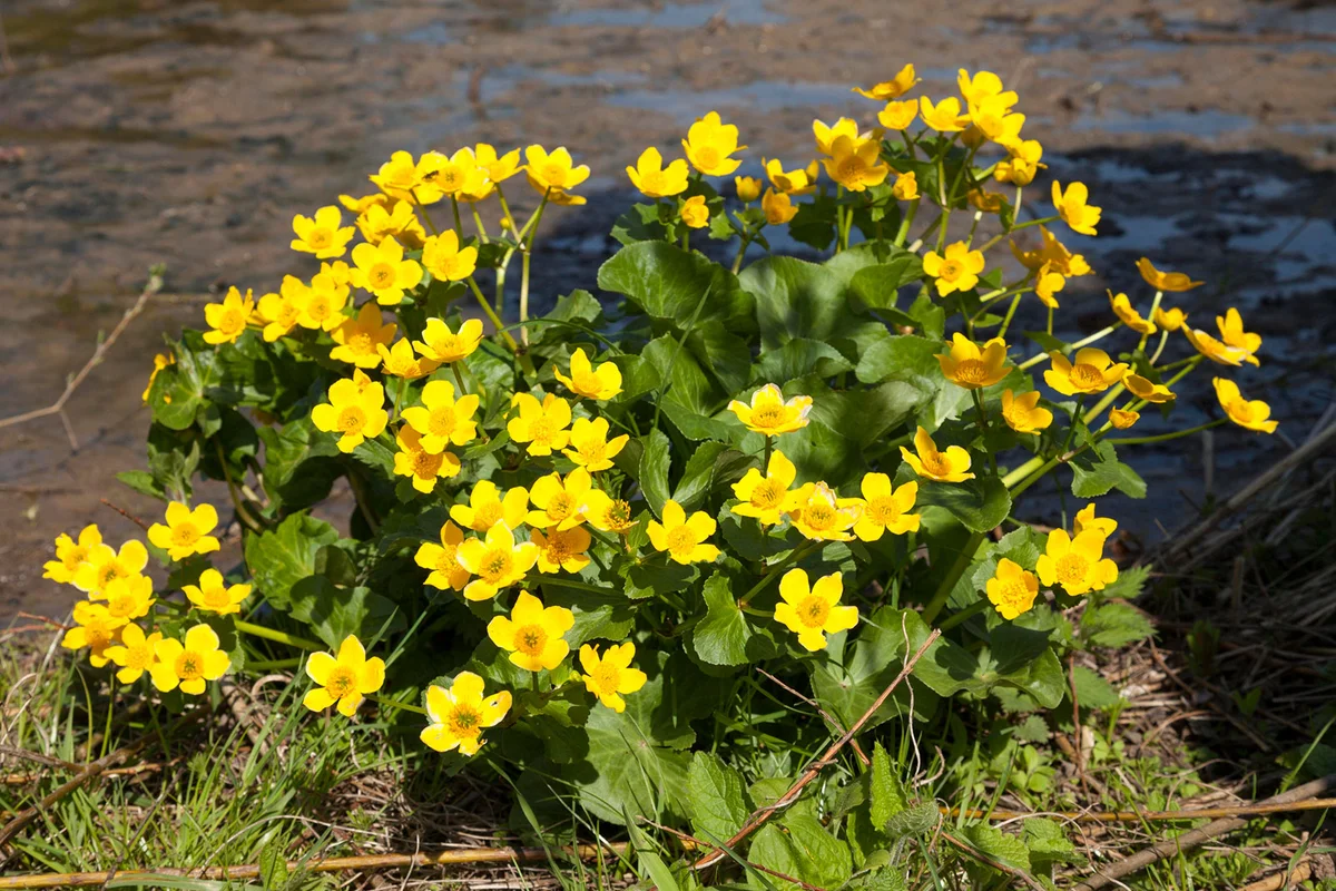 Yellow marsh marigold
