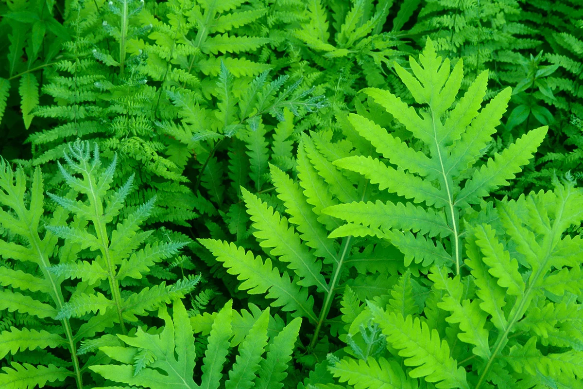 Sensitive Fern Fronds in Spring
