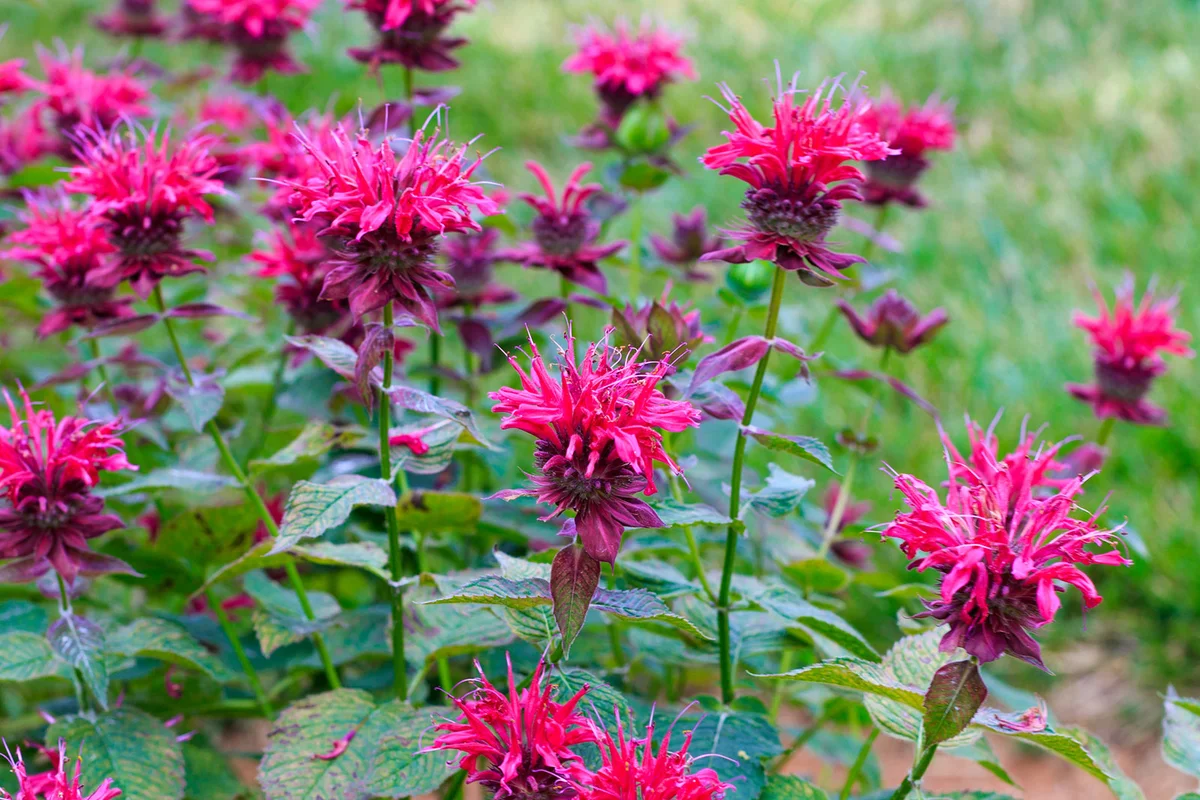 Pink Bee Balm in bloom