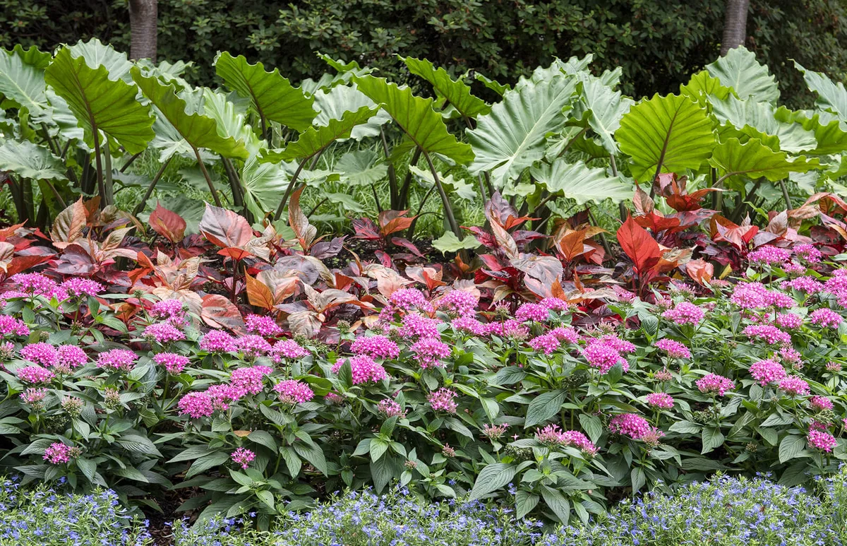 Colorful flower bed at the Dallas Arboretum and Botanical Garden / ID 117238491 © David Pillow