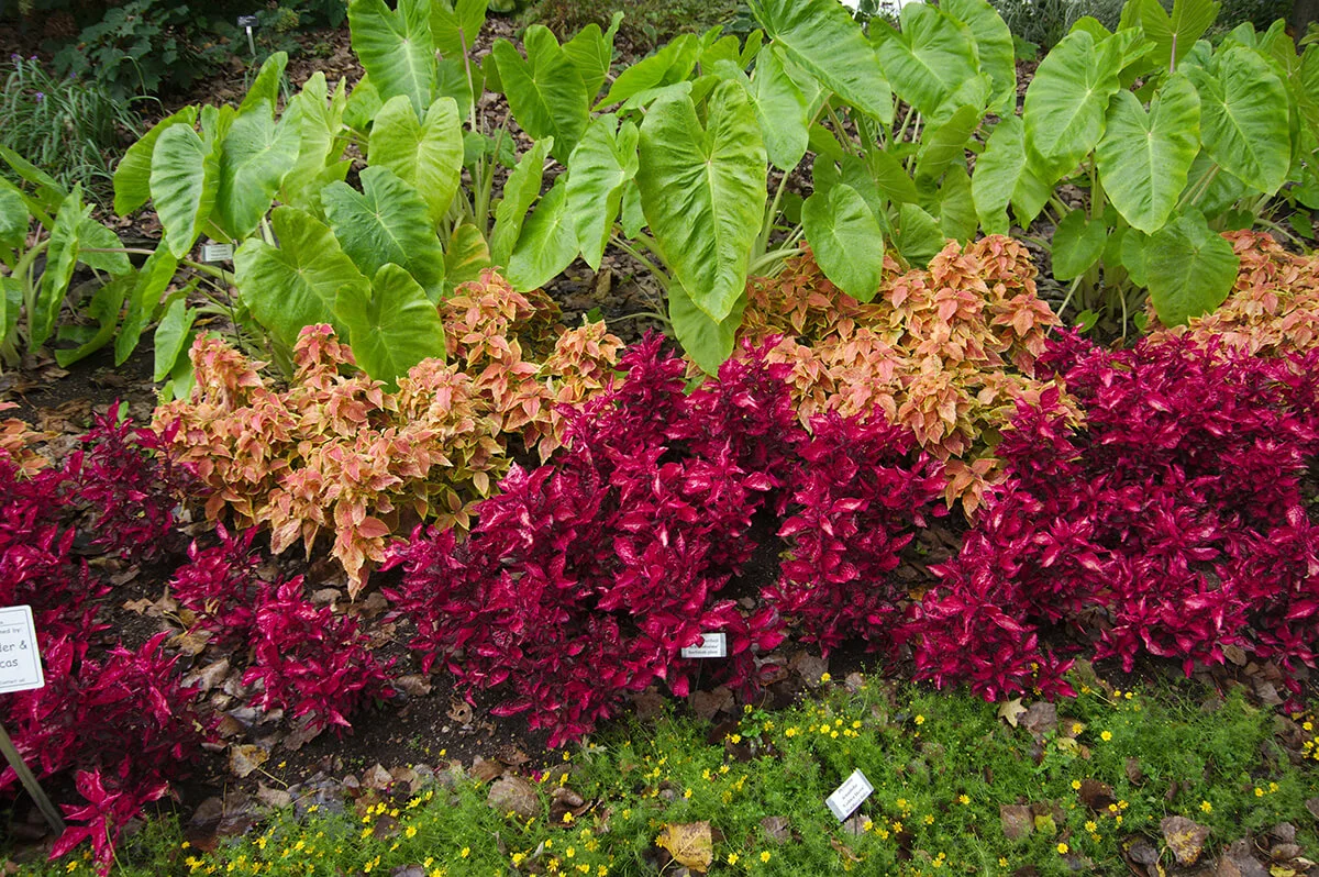 Close-Up Of Plants