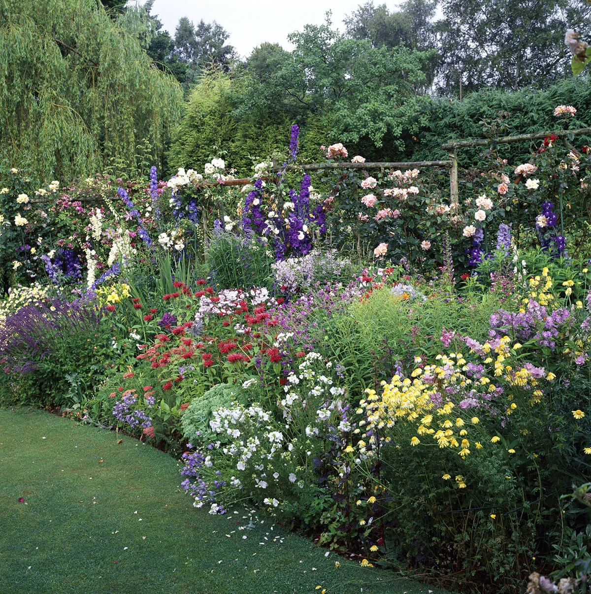 mixed summer border & rustic trellis,phlox, argyranthemum delphinium, monarda, august rosa, geranium, polemonium salvia, wood end cottage.