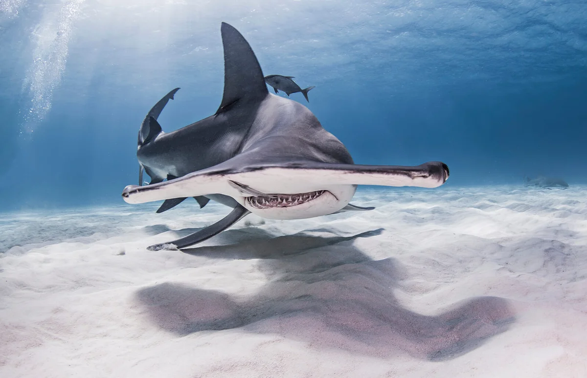 Great Hammerhead Shark swimming near seabed