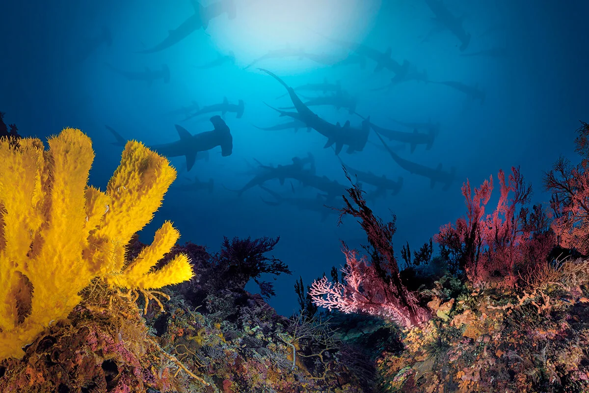 hammerhead sharks swims over a coral reef