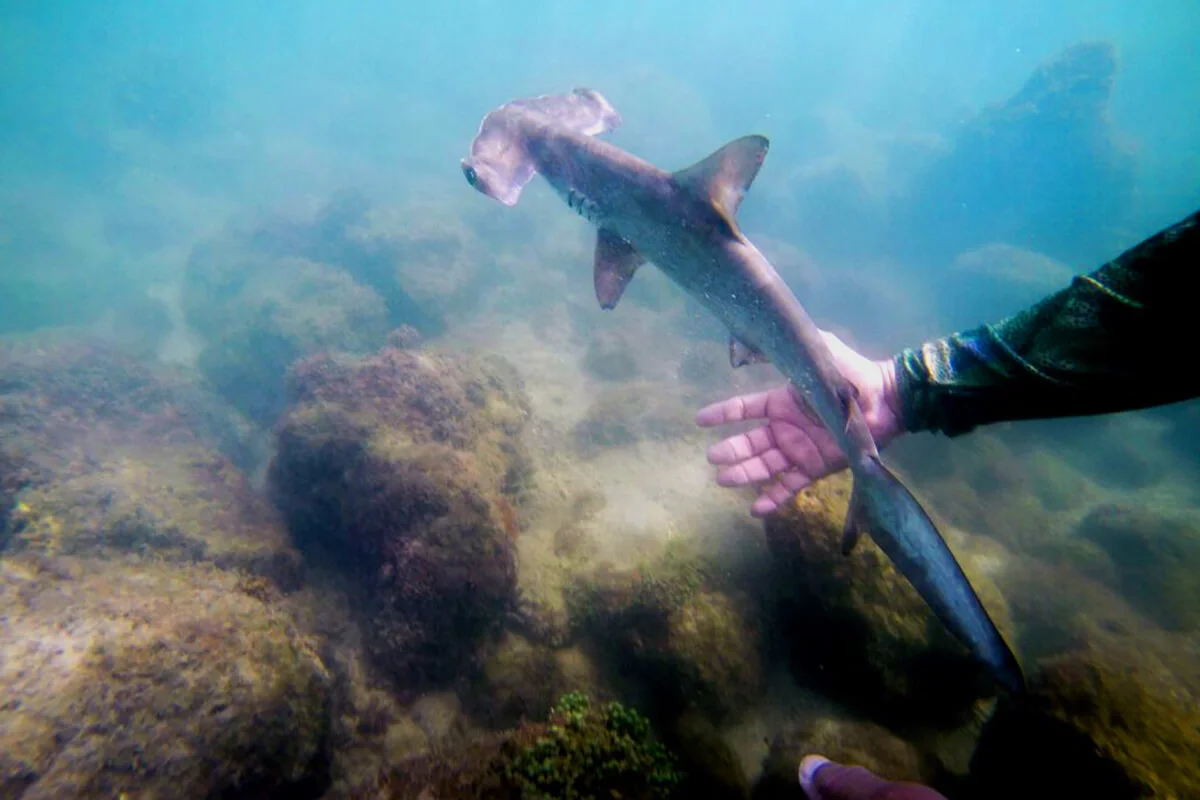 A baby hammerhead shark swims after being reanimated by the Galapagos National Park research team