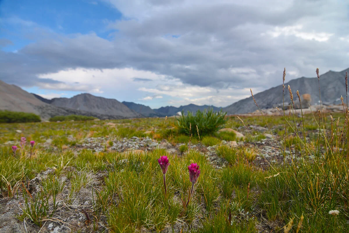 Alpine paintbrush in the alpine tundra in the Sierra Nevada.