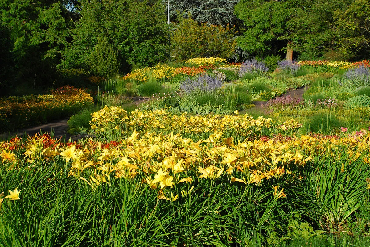 Perennial herb flower beds with daylily