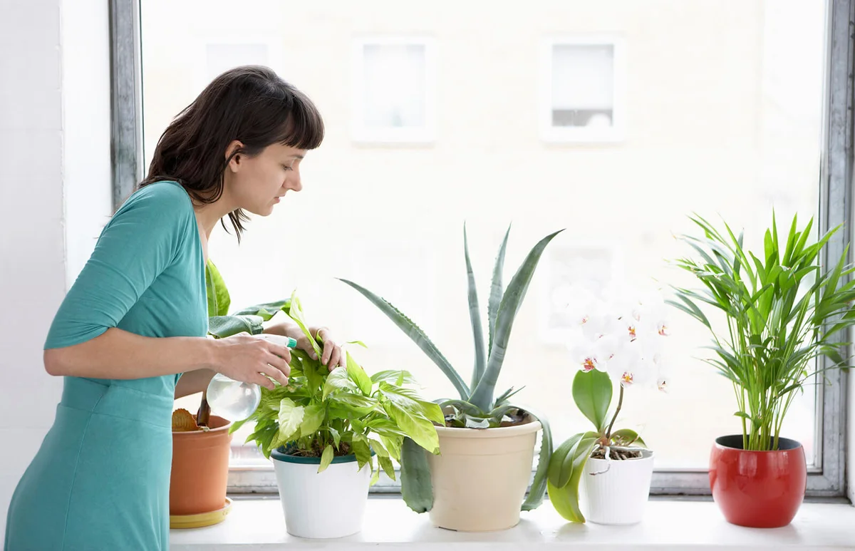 Woman Watering Houseplants