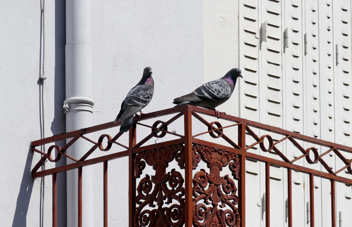 Two Pigeons On Iron Railing