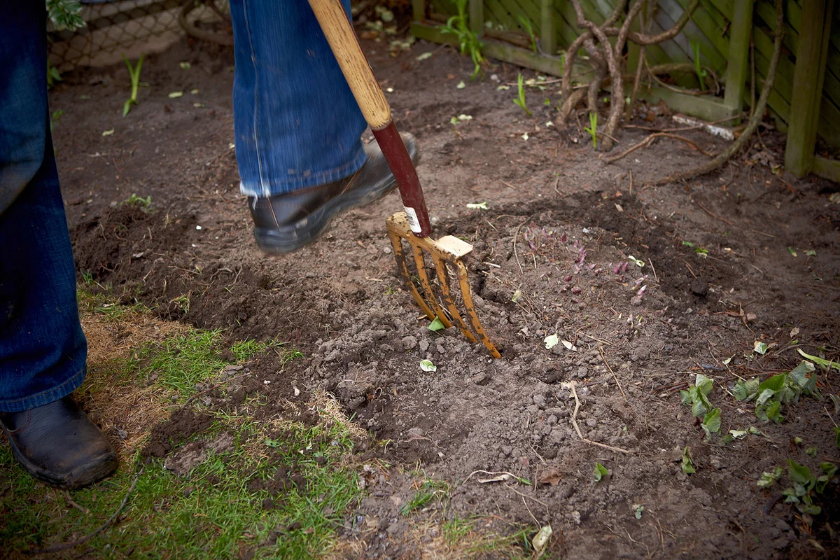Tilling soil with pitchfork