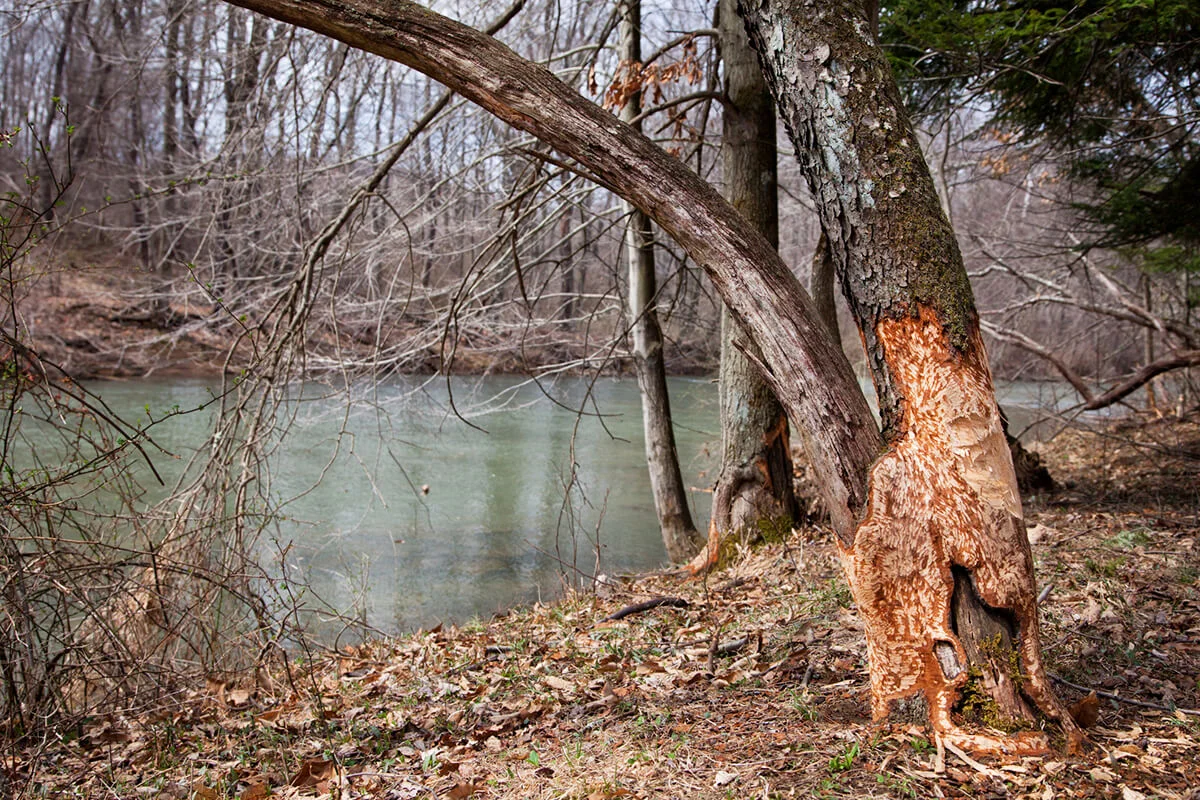 Beaver Damage on Tree