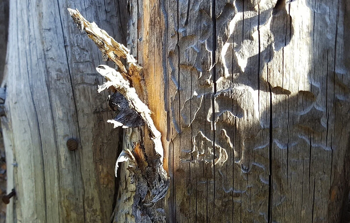 Bark Peeling Off Tree Trunk