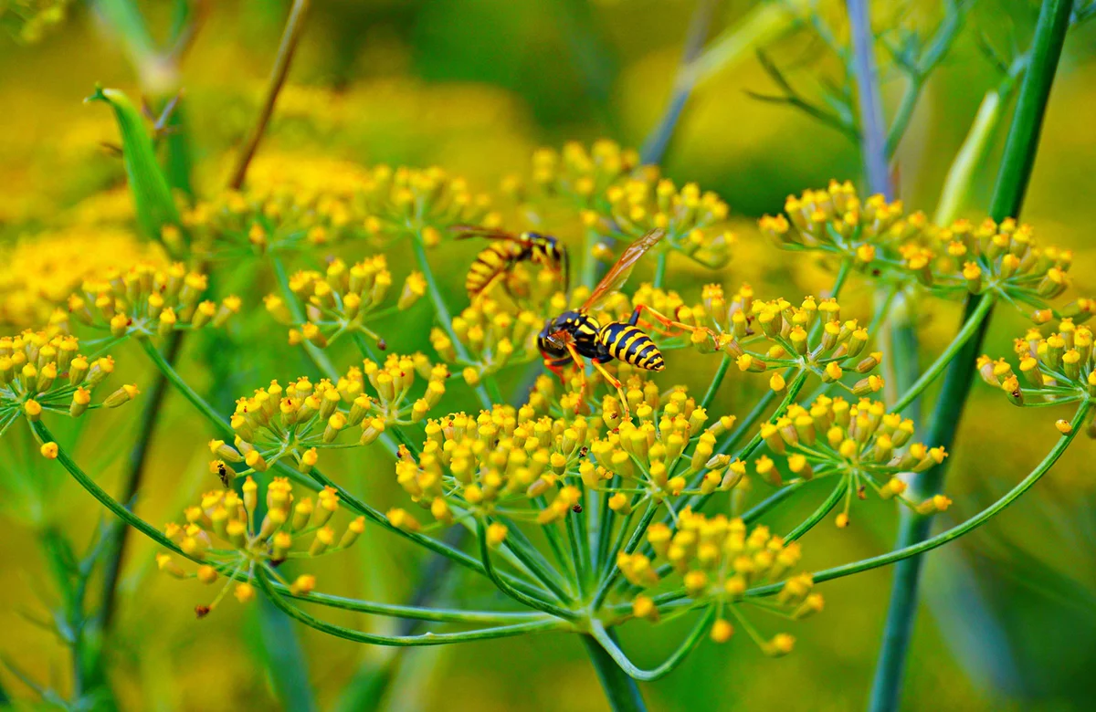 Wasps pollinating fennel