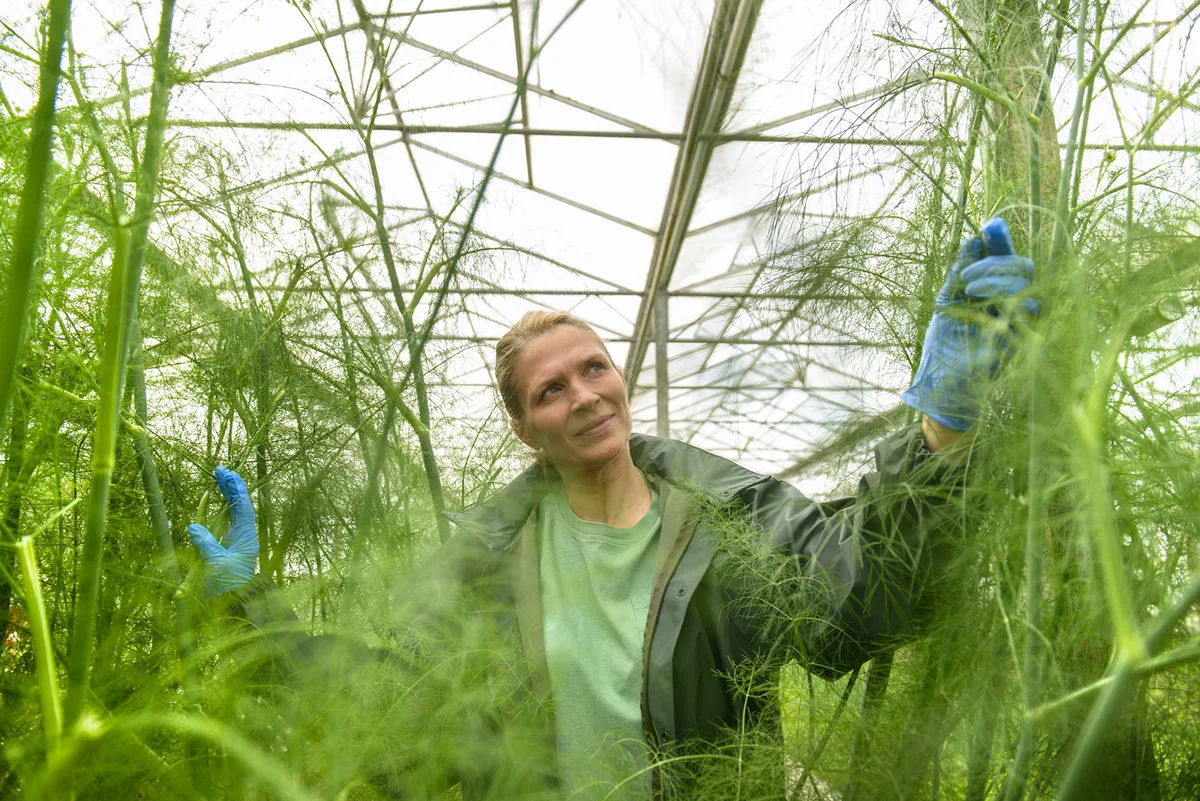 Fennel in greenhouse