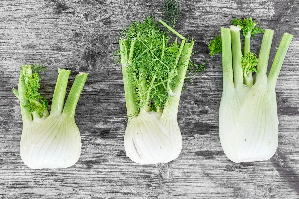 Three fennel bulbs