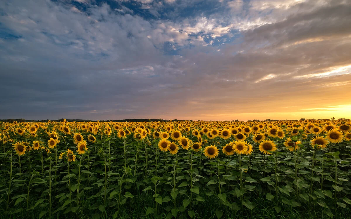 Sunflowers Field Against Sky During Sunset