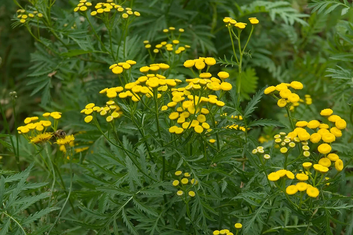 Tansy (Tanacetum vulgare)