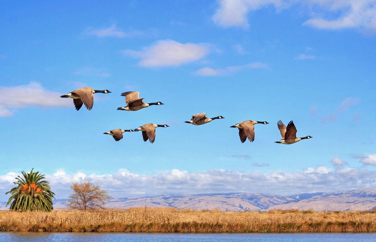 Canada goose flying
