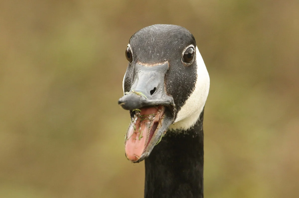 A head shot of a Canada Goose (Branta canadensis) with its beak open and its tongue sticking out.