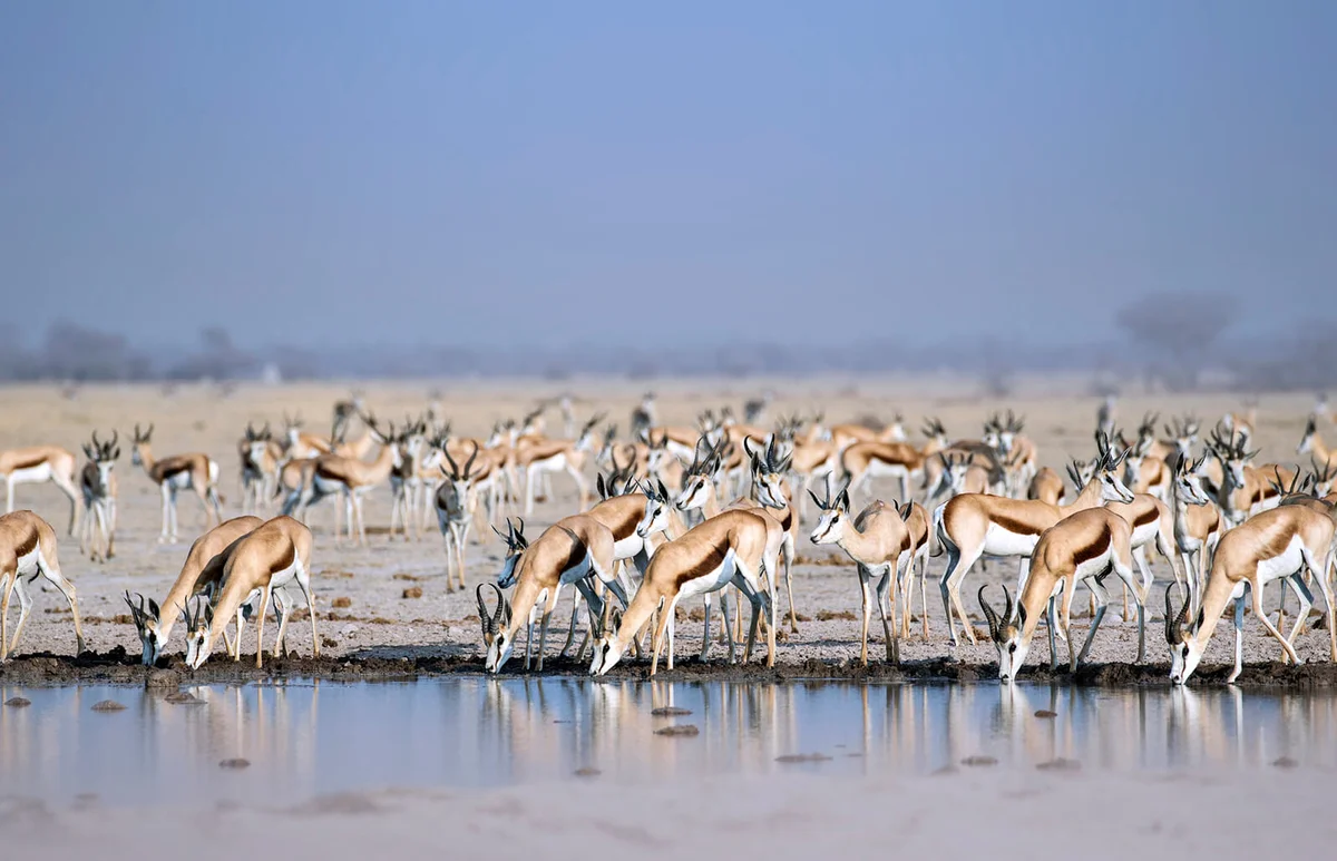 Early morning springbok at the waterhole