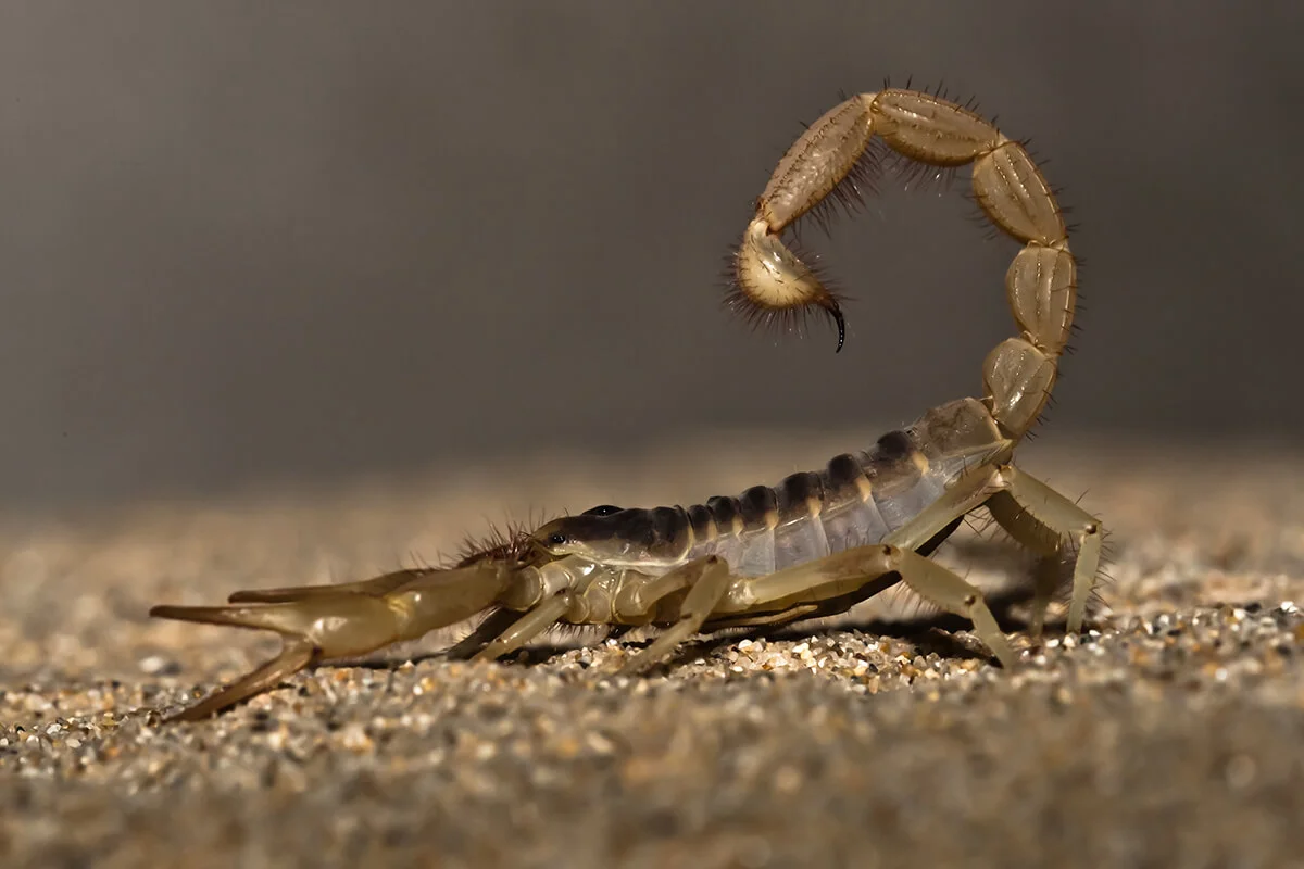 Giant desert hairy scorpion