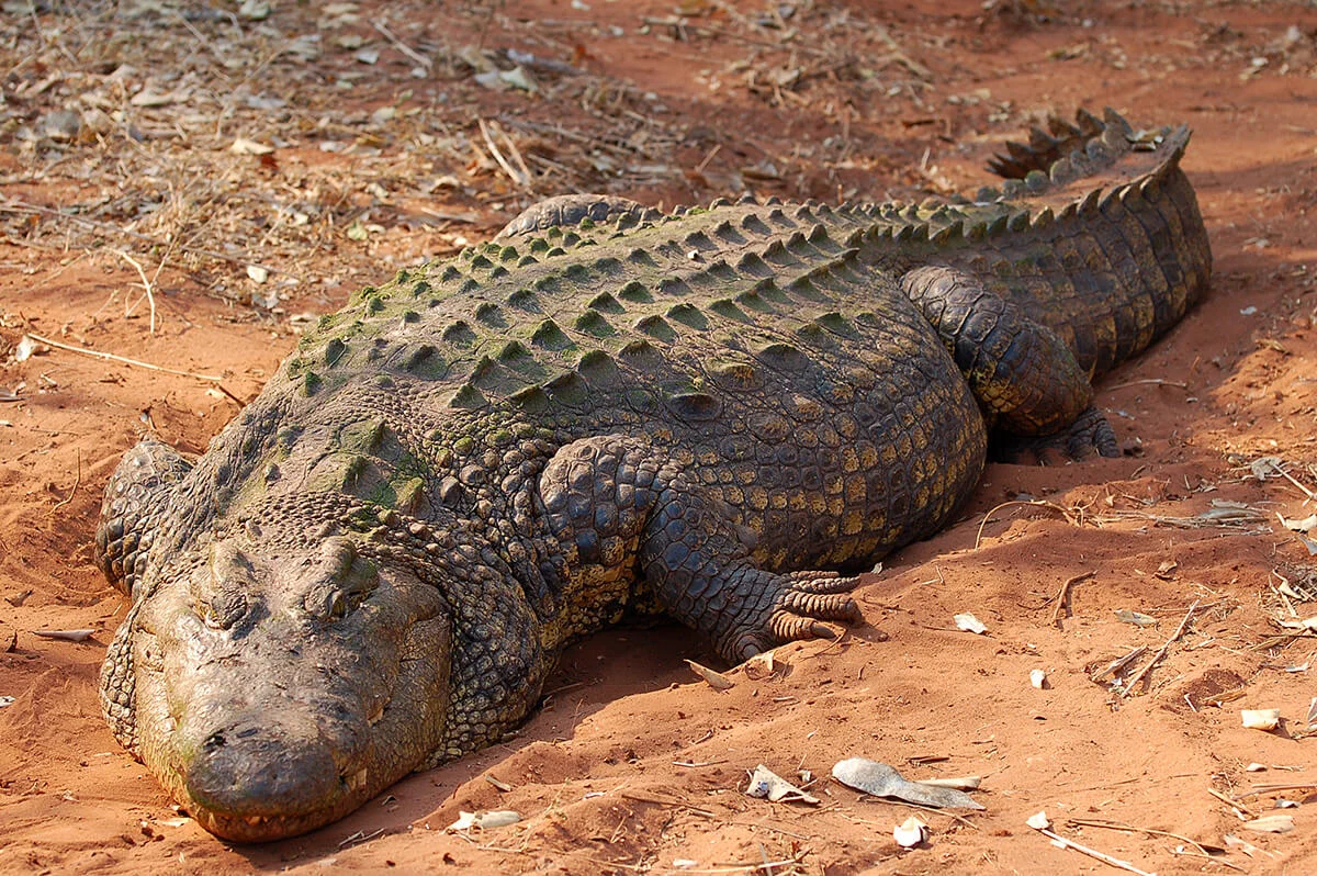 Big Desert Crocodile
