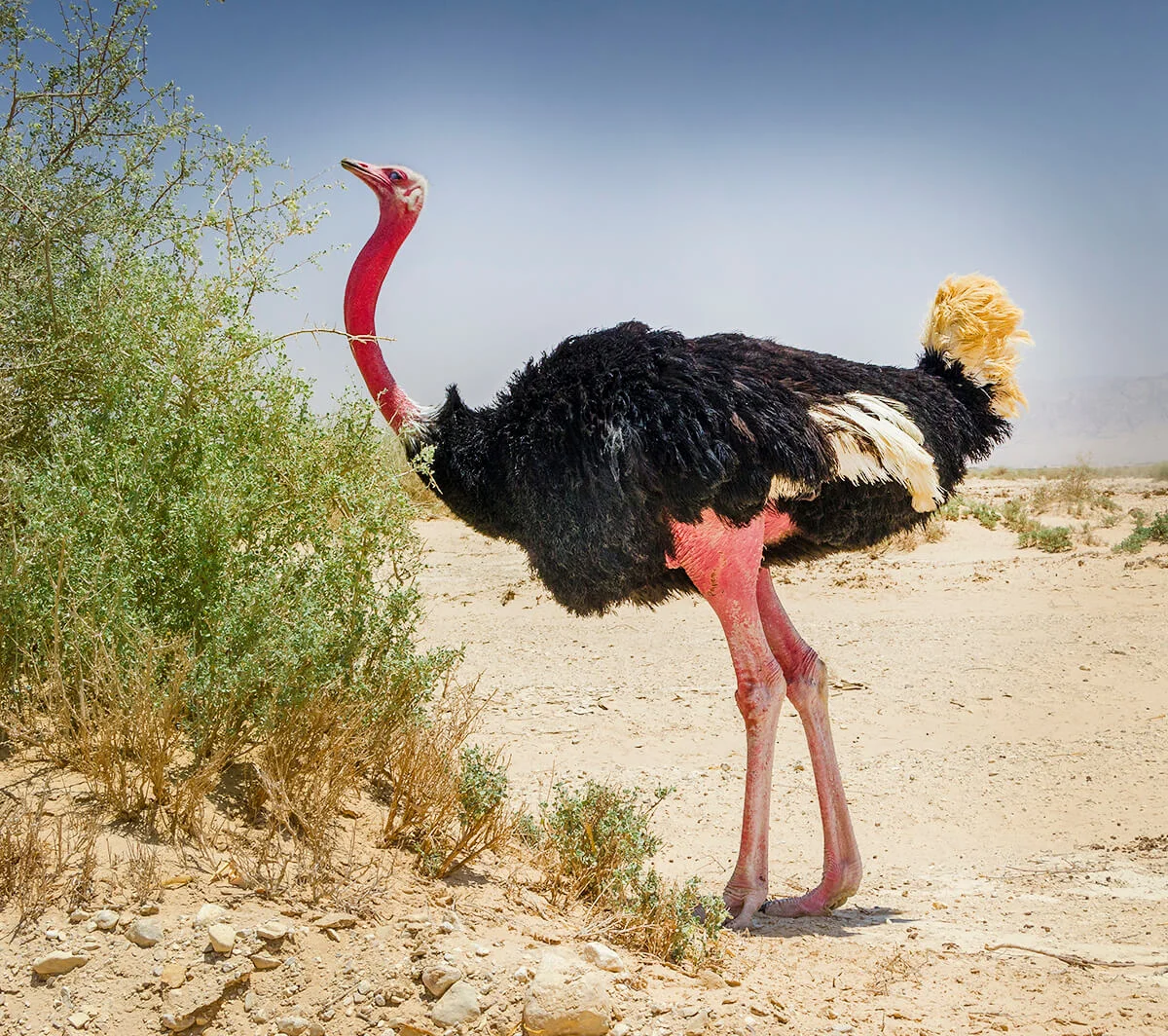 Red-Necked Ostrich