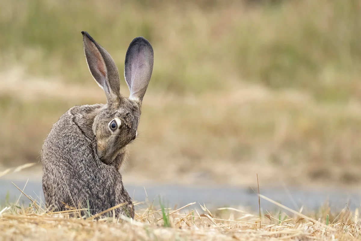 Black-Tailed Jackrabbit