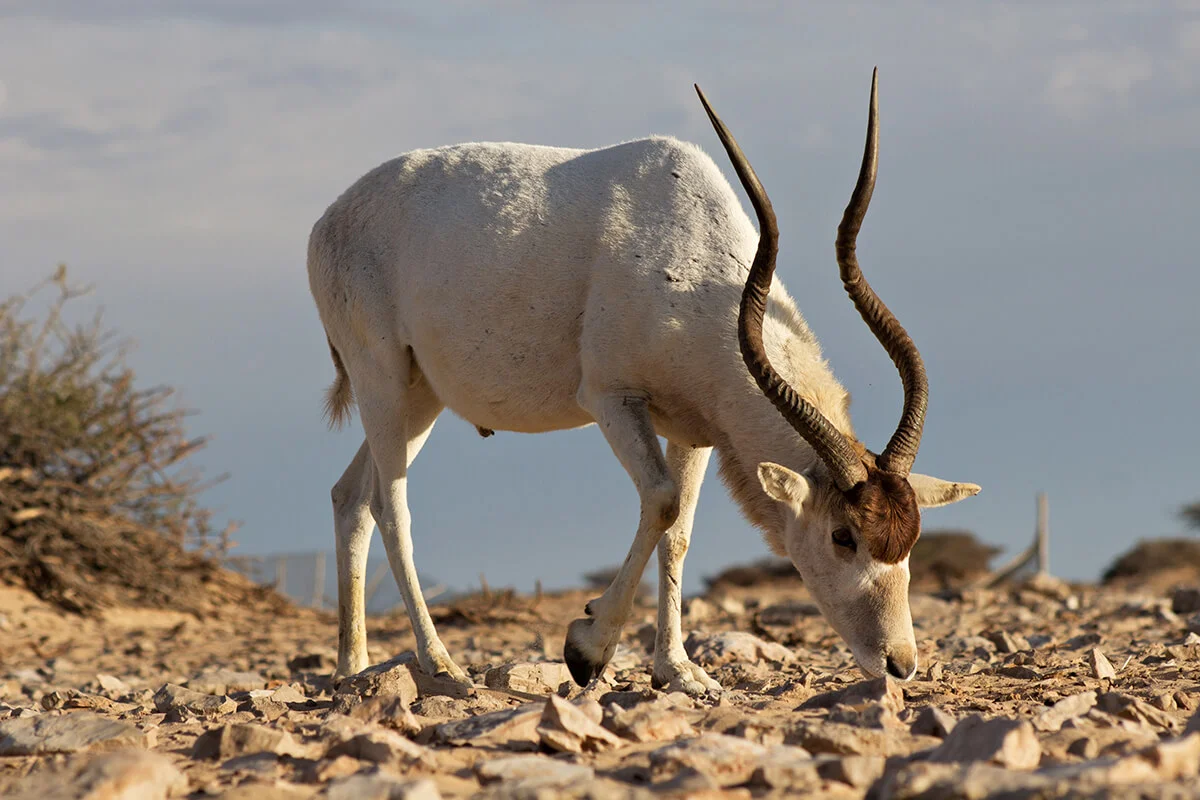 A big male Addax