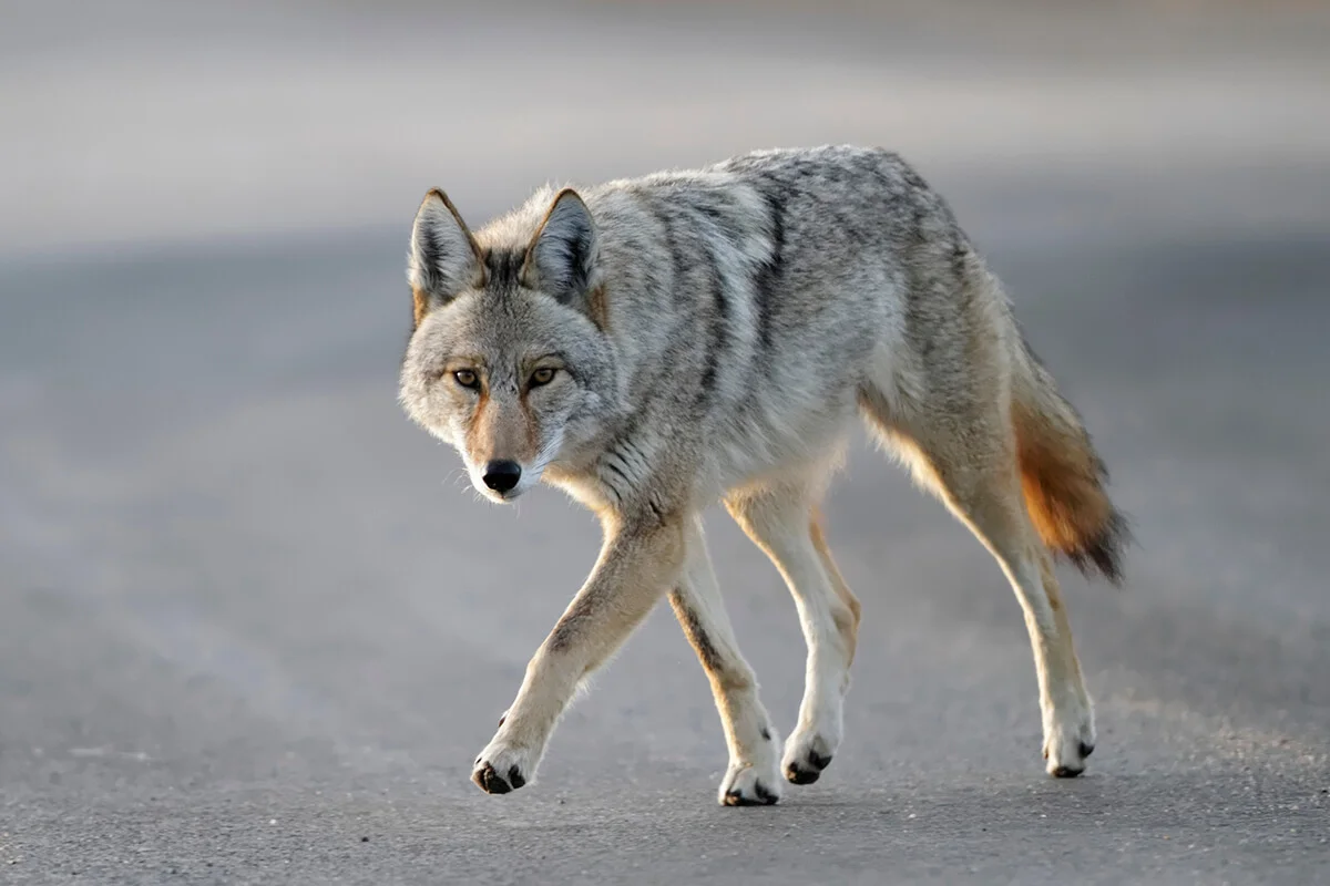 Coyote walking close